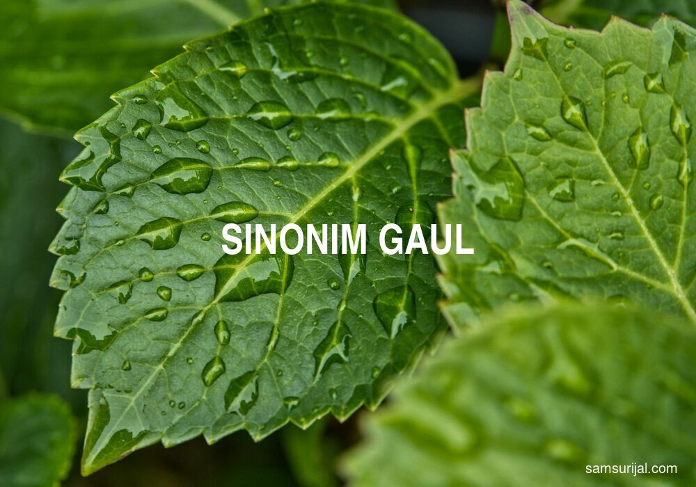 Sinonim Gaul