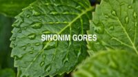 Sinonim Gores