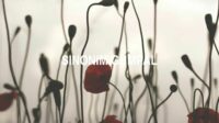 Sinonim Gumpal