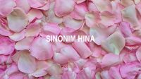 Sinonim Hina