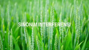 Sinonim Interferensi