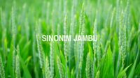 Sinonim Jambu