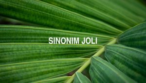 Sinonim Joli