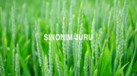 Sinonim Juru