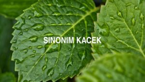 Sinonim Kacek