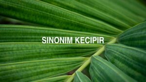 Sinonim Kecipir