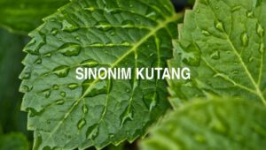 Sinonim Kutang