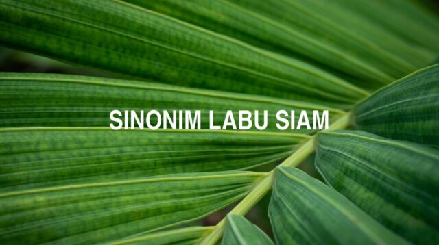 Sinonim Labu Siam