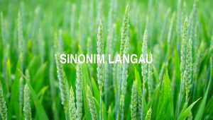 Sinonim Langau