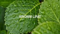 Sinonim Lipat