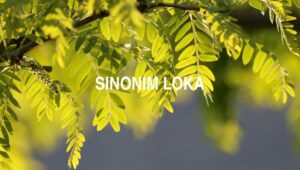 Sinonim Loka