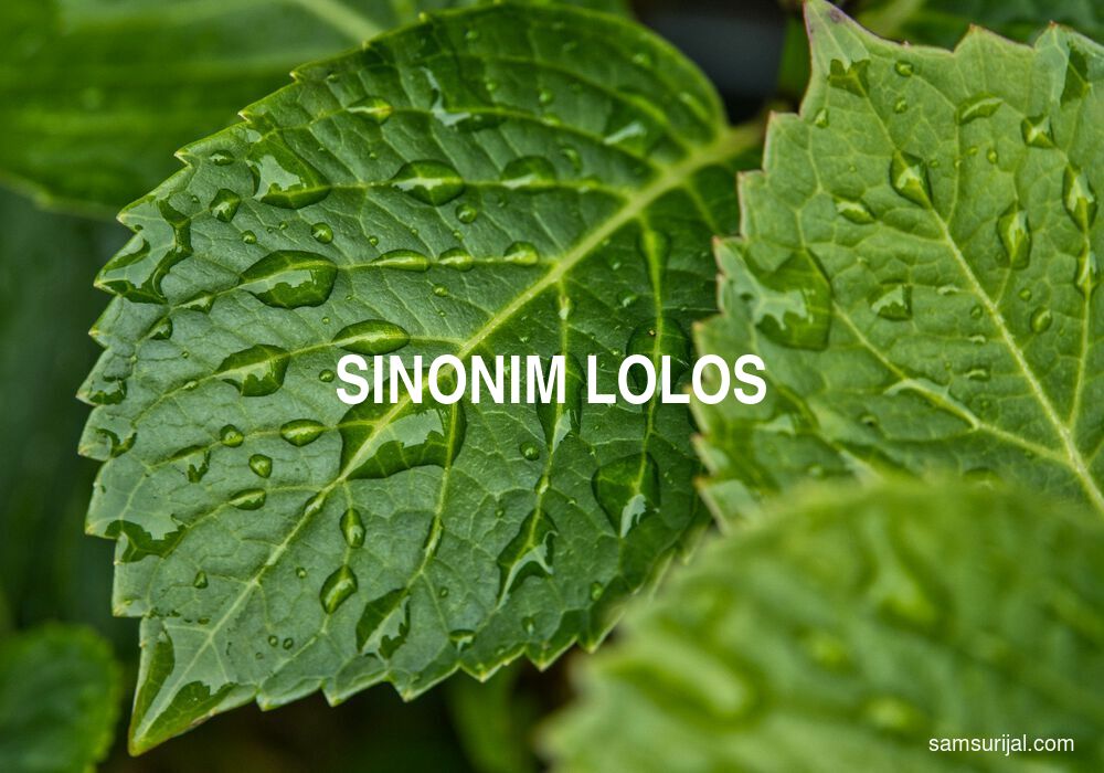 Sinonim Lolos