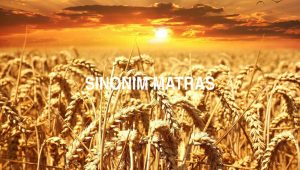 Sinonim Matras