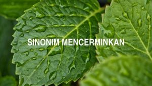 Sinonim Mencerminkan