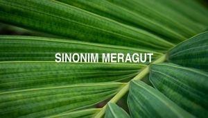 Sinonim Meragut