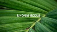 Sinonim Modus