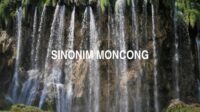 Sinonim Moncong