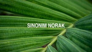 Sinonim Norak