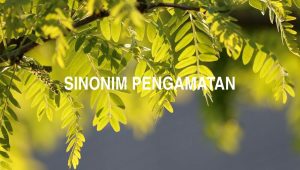 Sinonim Pengamatan