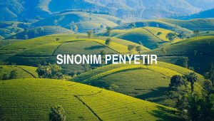 Sinonim Penyetir
