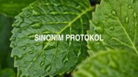 Sinonim Protokol