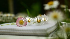 Sinonim Pupu
