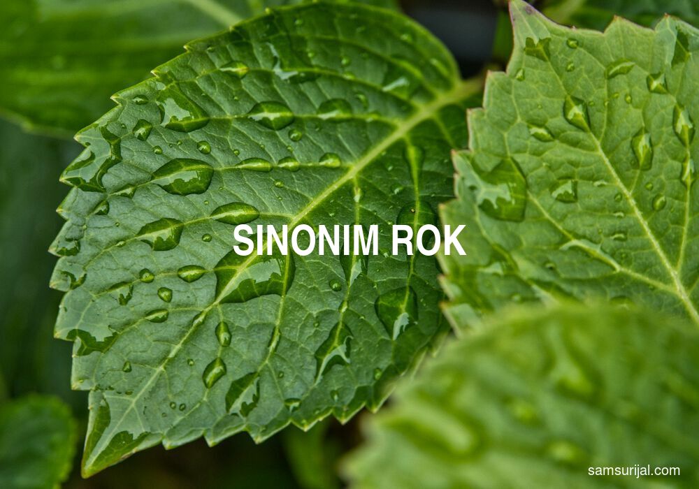 Sinonim Rok