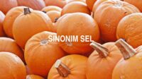 Sinonim Sel