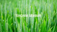 Sinonim Sembur