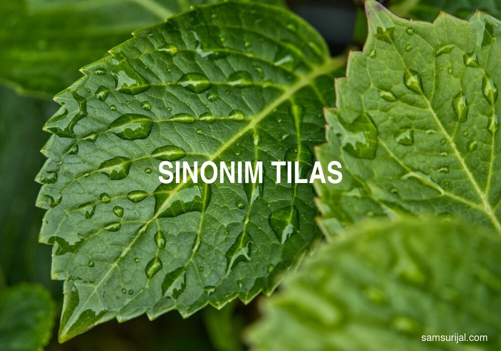 Sinonim Tilas