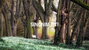 Sinonim Titi
