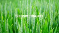 Sinonim Tongkat