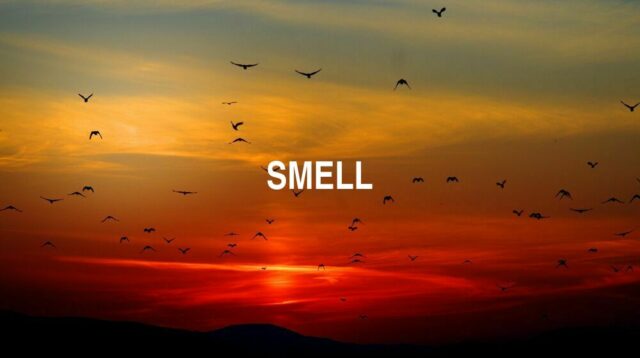 Arti Smell