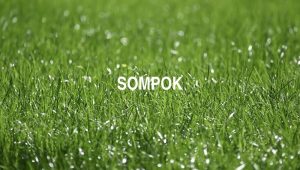 Sompok