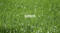 Sonor