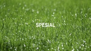 Spesial