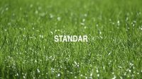 Standar