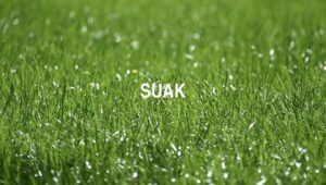 Suak