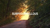 Subpodophyllous