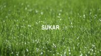 Sukar