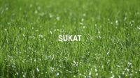 Sukat