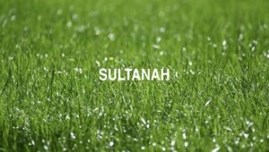 Sultanah