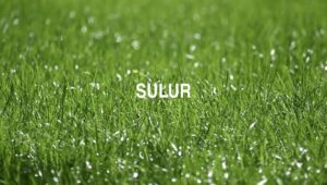 Sulur