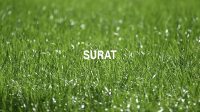 Surat