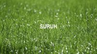 Suruh