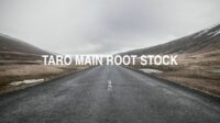 Taro Main Root Stock