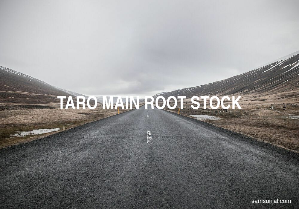 Arti Taro Main Root Stock