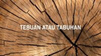 Tebuan atau Tabuhan