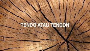 Penulisan Tendo Atau Tendon