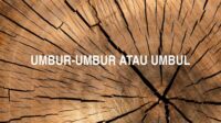 Umbur-Umbur atau Umbul